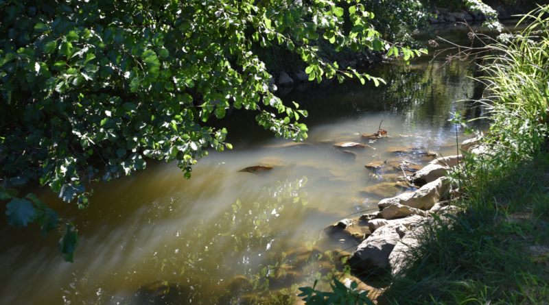 Sinais de poluição reacendem alerta na Ribeira de Seiça Sinais de poluição reacendem alerta na Ribeira de Seiça