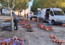 Feira de S.Bartolomeu em Caxarias | Memórias de uma feira que não volta Feira de S.Bartolomeu em Caxarias | Memórias de uma feira que não volta